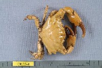 藏品(光手滑面蟹)的圖片